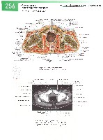 Sobotta  Atlas of Human Anatomy  Trunk, Viscera,Lower Limb Volume2 2006, page 263